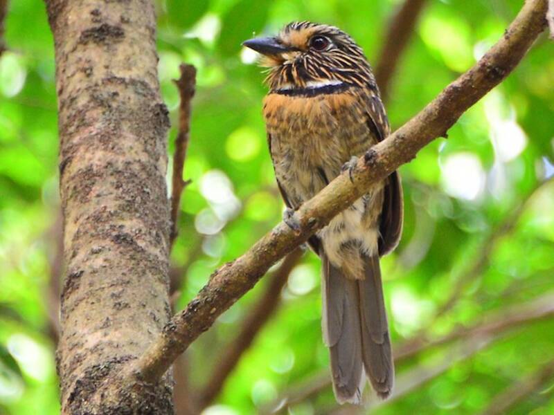 Crescent-chested Puffbird, 照片 2