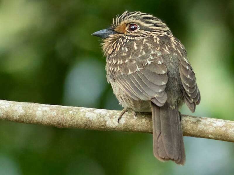 Crescent-chested Puffbird, 照片 4