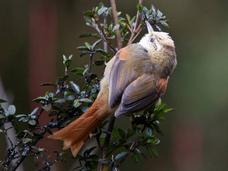 Creamy-crested Spinetail