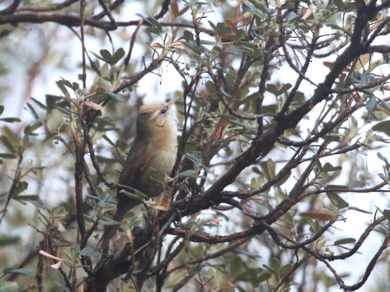 Codaspinosa crestata crema, Foto 4