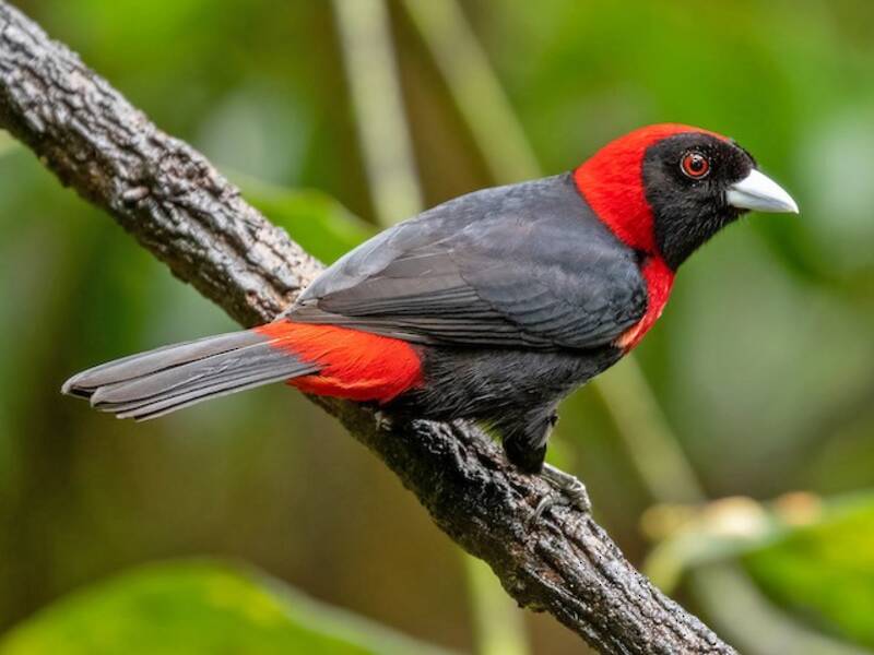 Crimson-collared Tanager, Photos 3