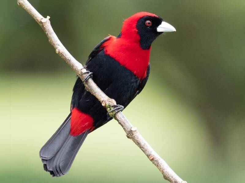 Crimson-collared Tanager, Photos 4
