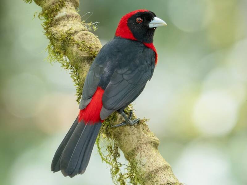 Crimson-collared Tanager, Photos 2