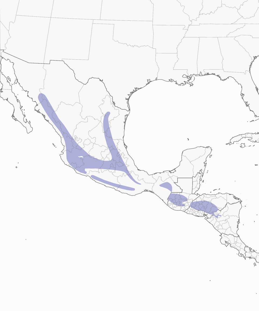 Luì petto a mezzaluna, Distribuzione 1