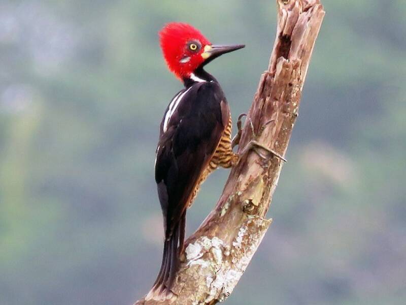 Crimson-crested Woodpecker, Photos 3