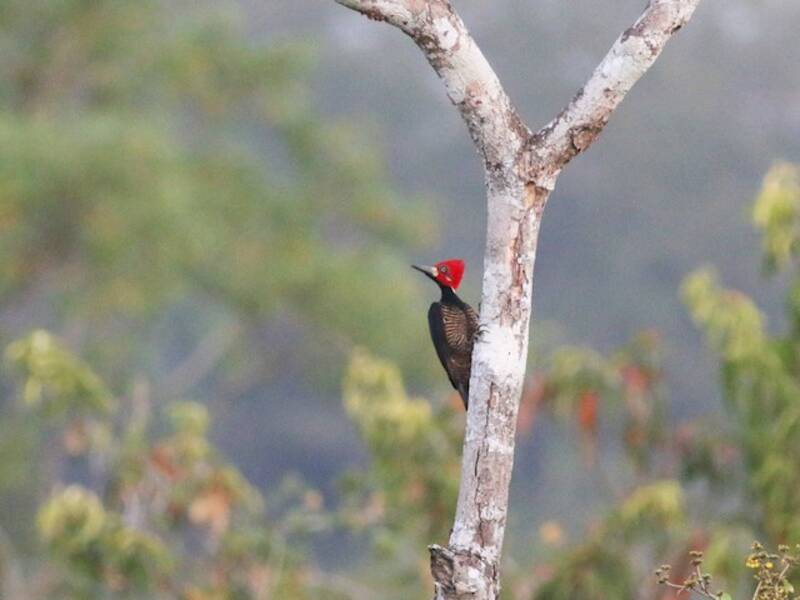 Crimson-crested Woodpecker