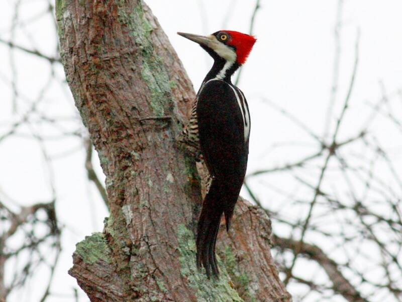 Crimson-crested Woodpecker, Photos 2