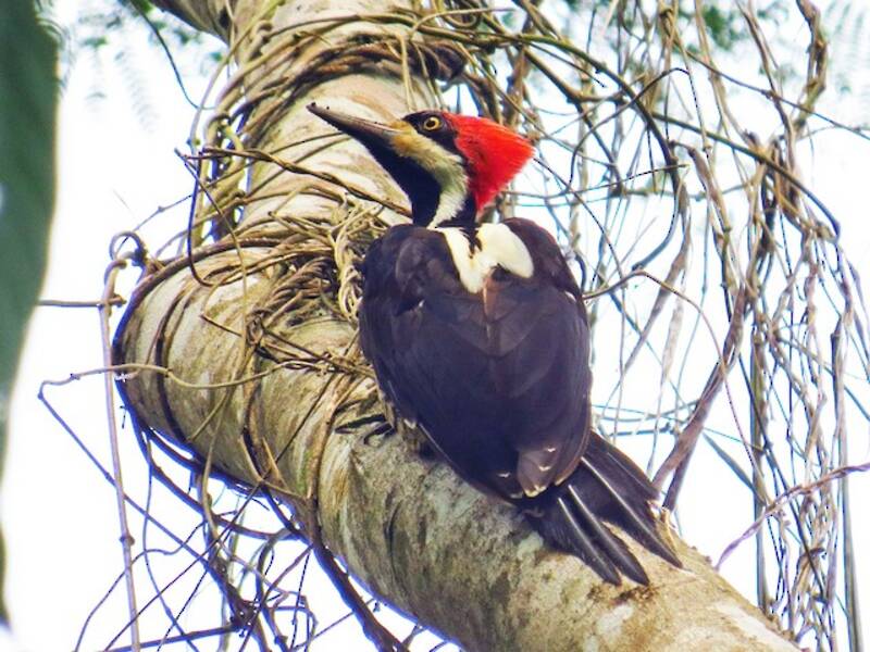 Crimson-crested Woodpecker, Photos 4