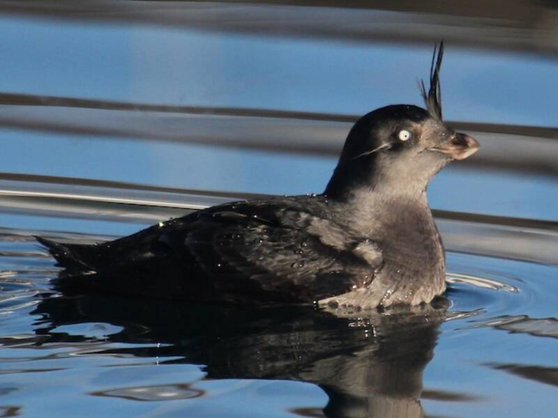 Crested Auklet (Aethia cristatella)