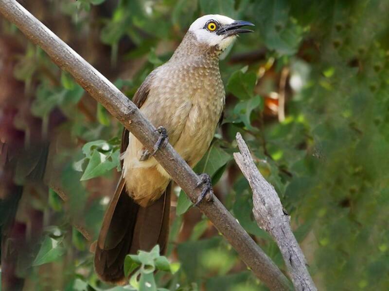 Cretzschmar's Babbler, Photos 3