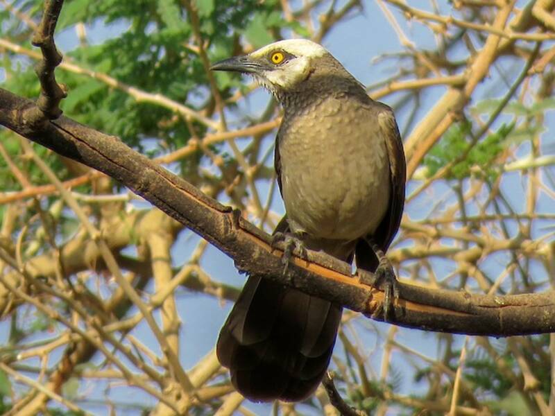 Cretzschmar's Babbler