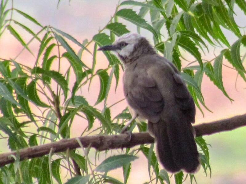 Cretzschmar's Babbler, Photos 2