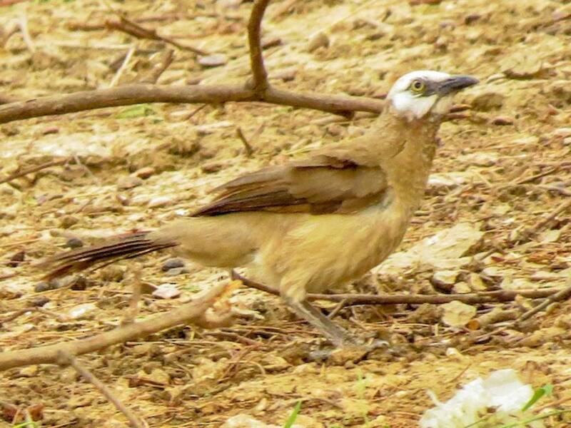 Cretzschmar's Babbler, Photos 4