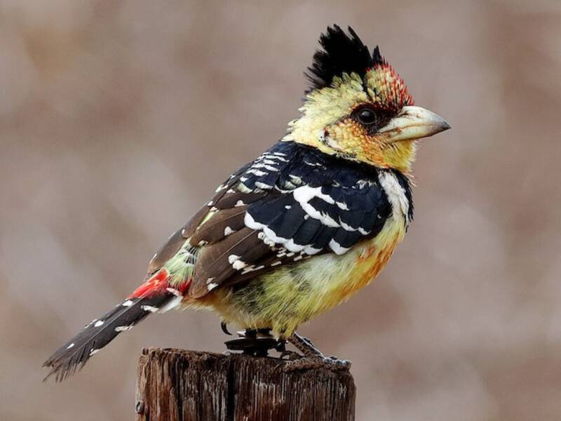 Crested Barbet