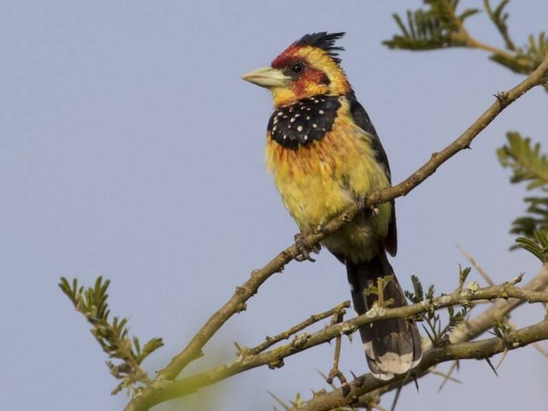 Crested Barbet, 照片 2