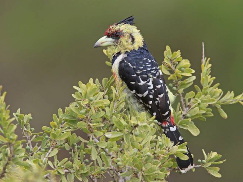 Crested Barbet, 照片 3
