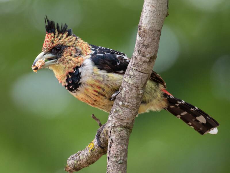 Crested Barbet, 照片 4