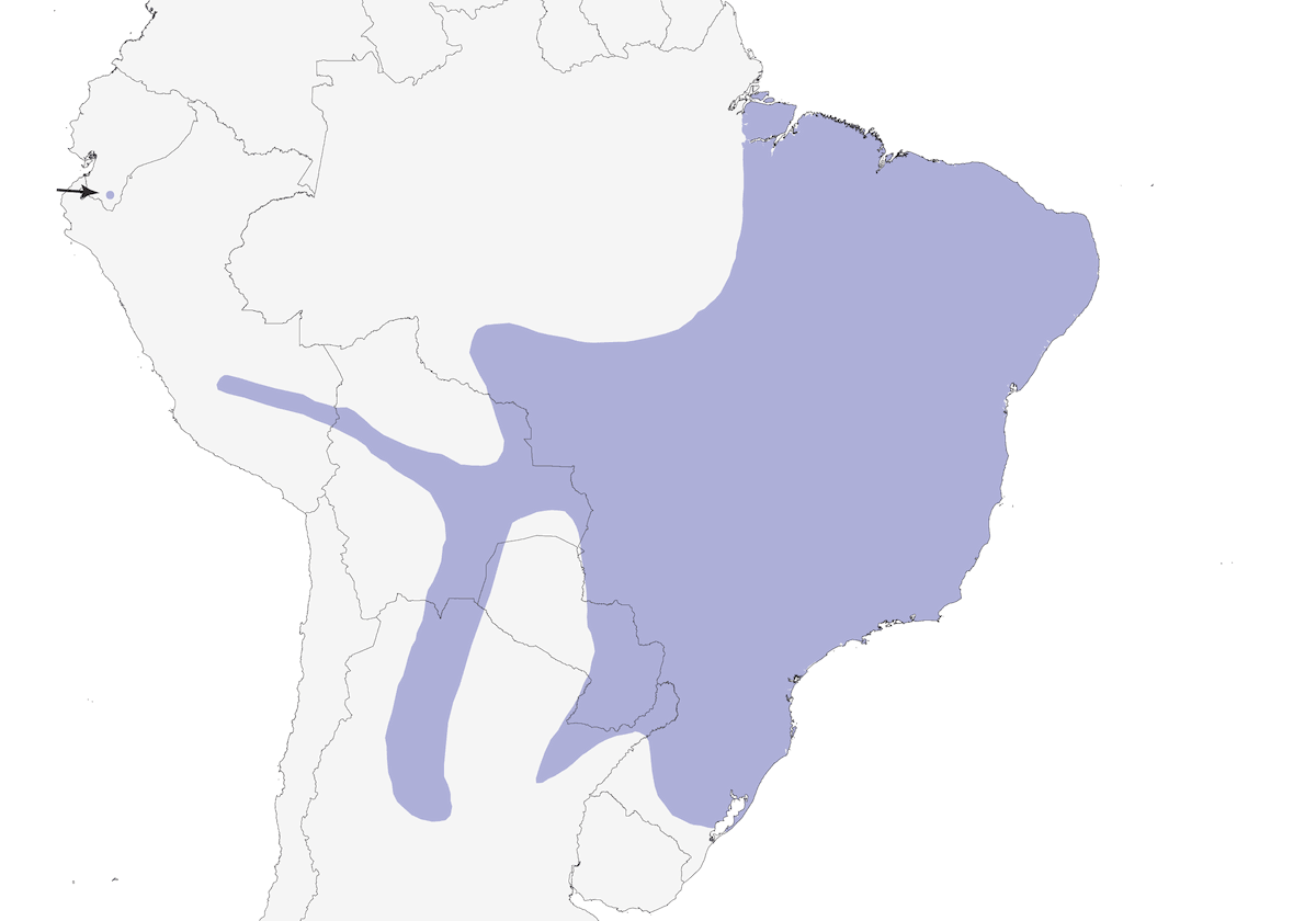 Becardo crestato, Distribuzione 1