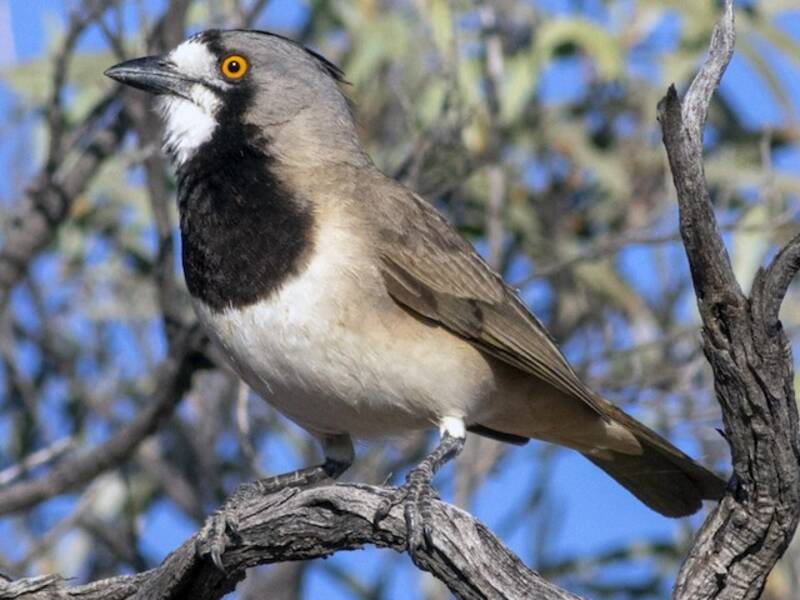Crested Bellbird