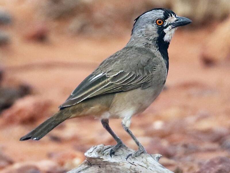 Oiseau-cloche huppé, Photos 4