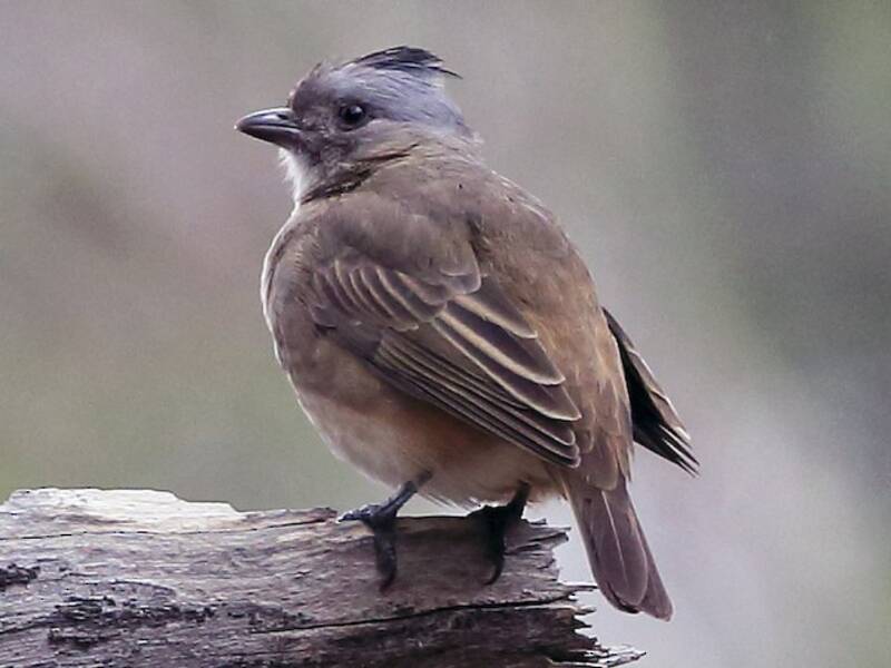Oiseau-cloche huppé, Photos 2