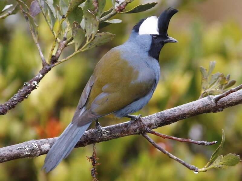 Western Crested Berrypecker
