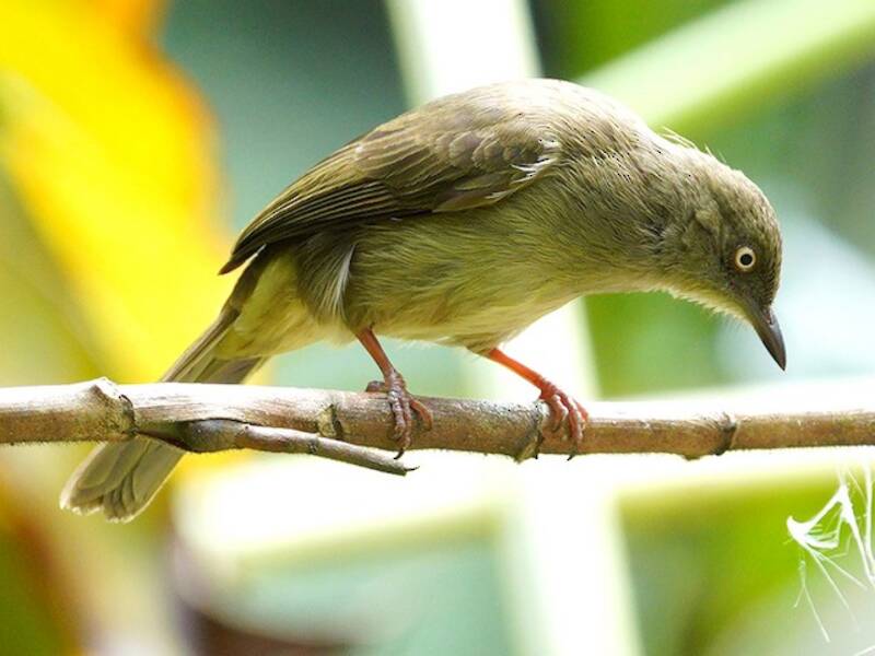 Cream-eyed Bulbul, Photos 4