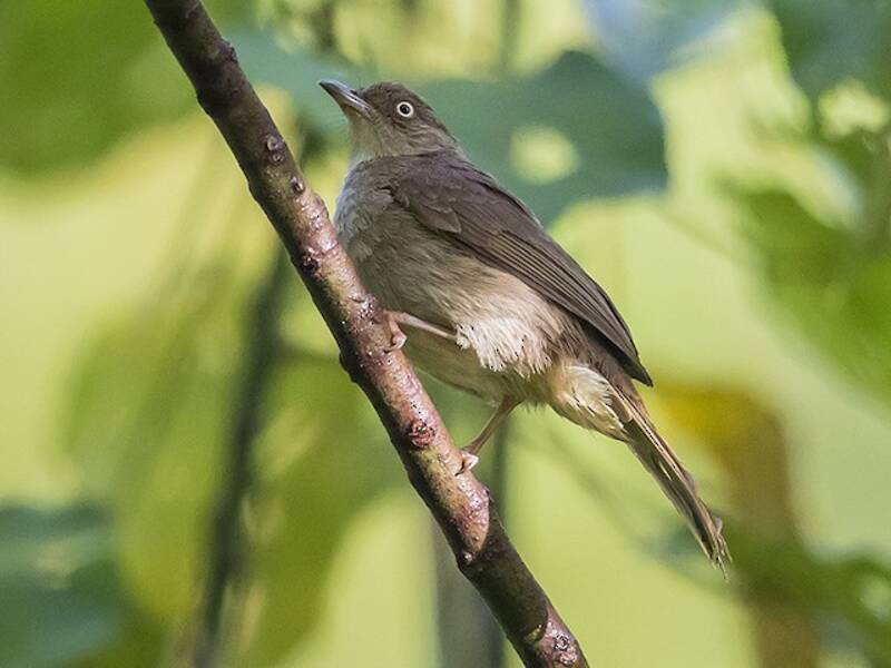 Cream-eyed Bulbul, Photos 2