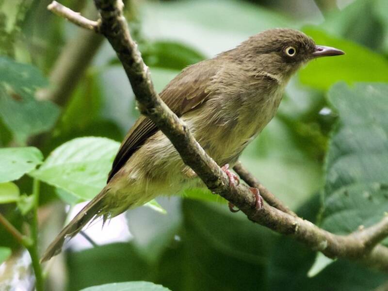 Cream-eyed Bulbul, Photos 3