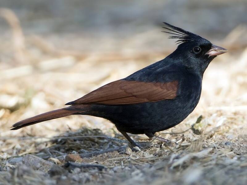 Crested Bunting, 照片 3