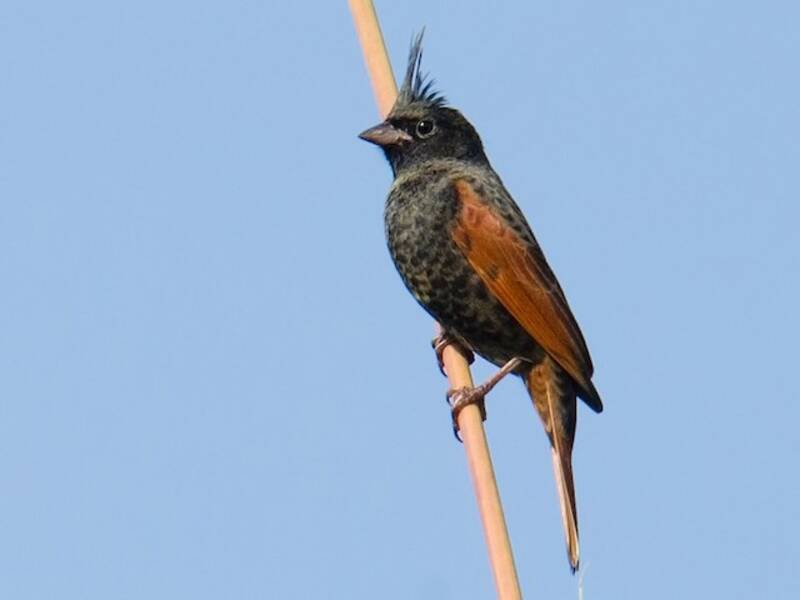 Crested Bunting, 照片 2
