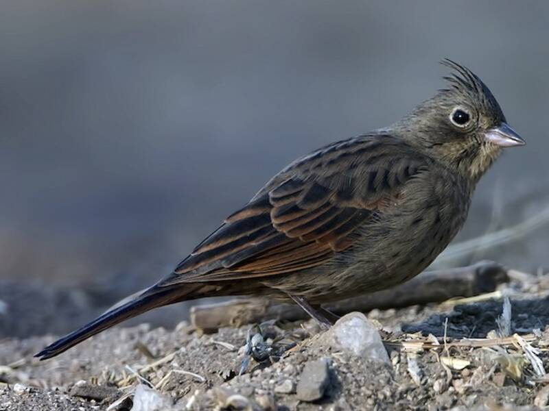 Crested Bunting, 照片 4