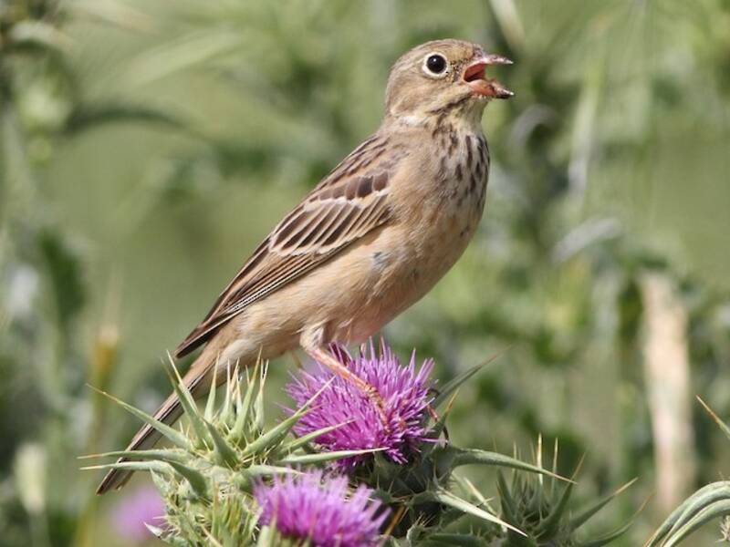 Cretzschmar's Bunting