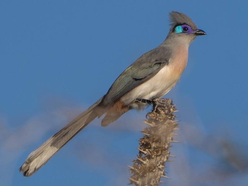 Coua crestata, Foto 4