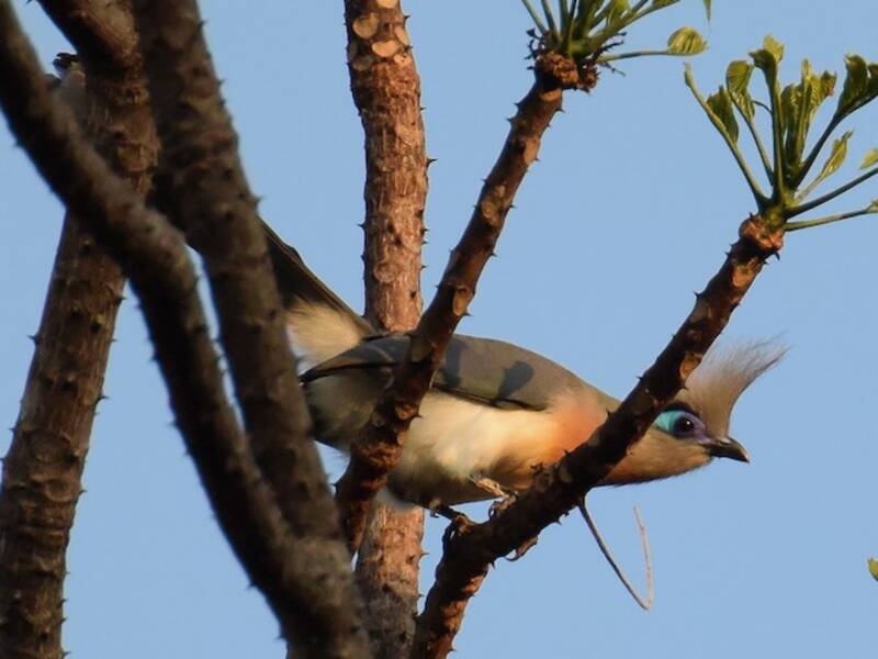 Coua crestata, Foto 2