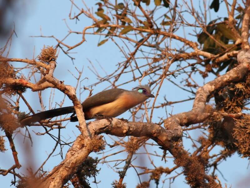 Coua crestata