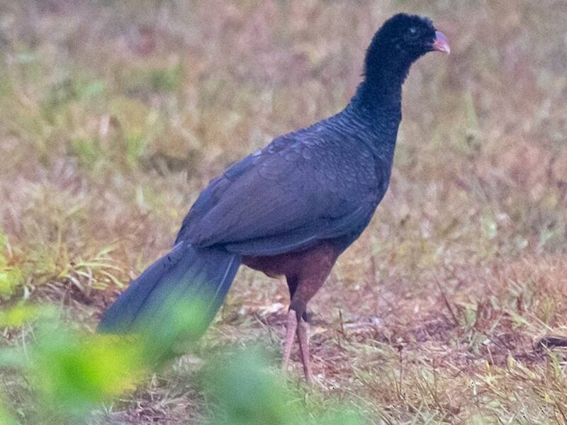 Crestless Curassow