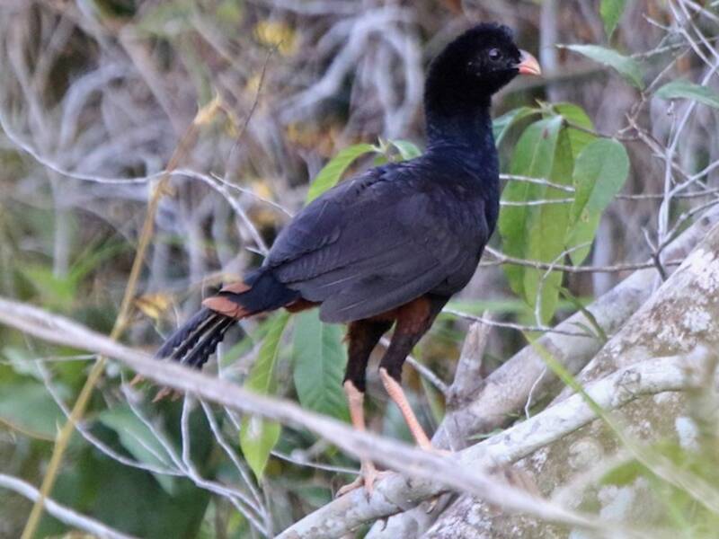 Crestless Curassow, Photos 2