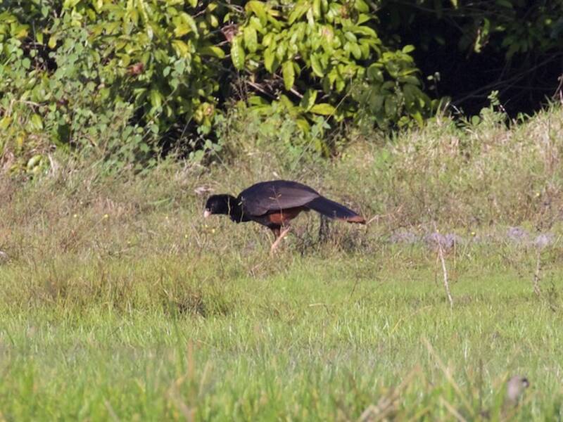 Crestless Curassow, Photos 3