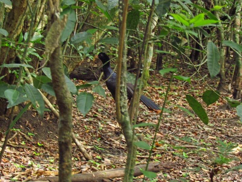 Crestless Curassow, Photos 4