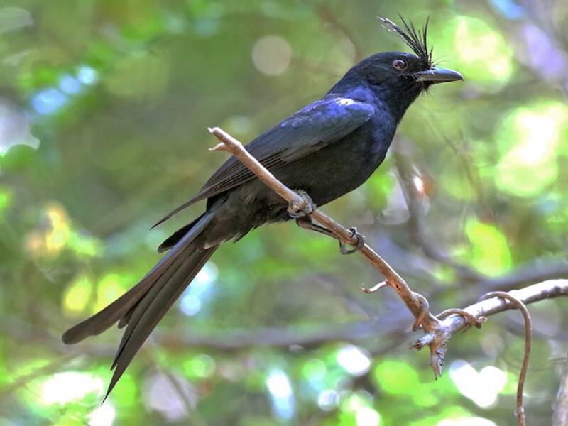Drongo crestato, Foto 3