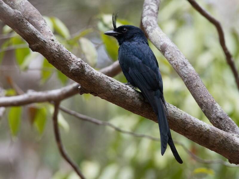 Drongo crestato, Foto 2