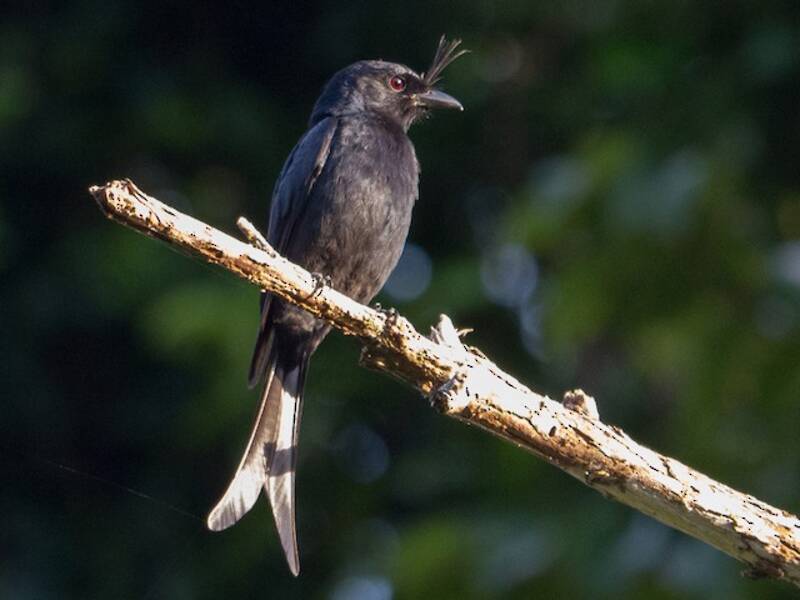 Crested Drongo