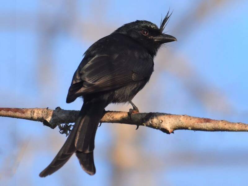 Drongo crestato, Foto 4