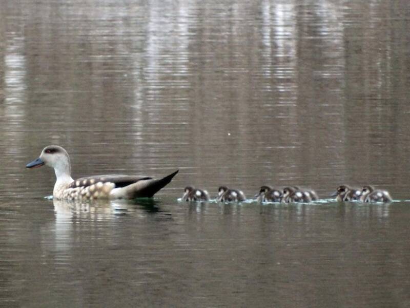 Crested Duck