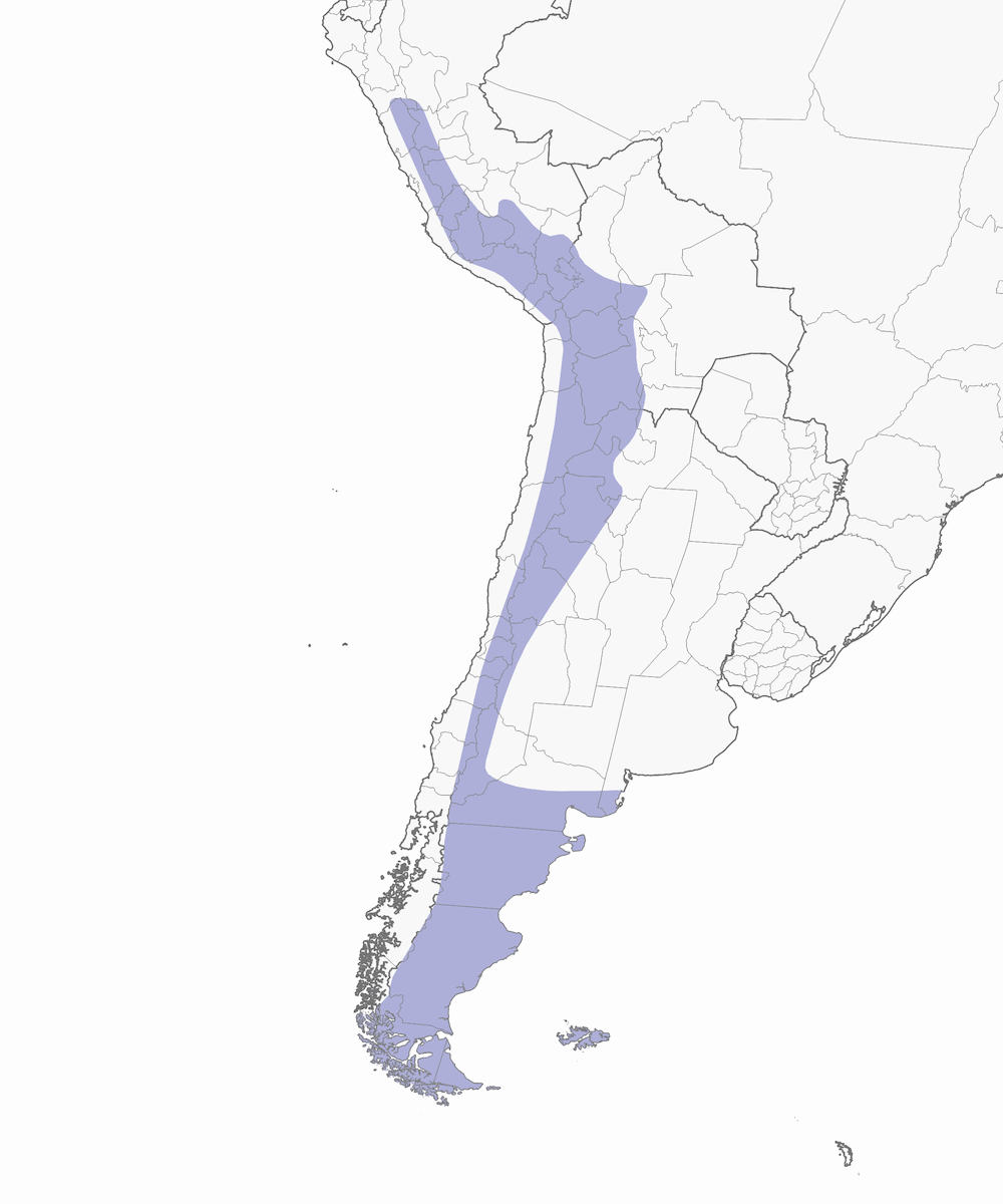 Pato Crestado, Distribución 1