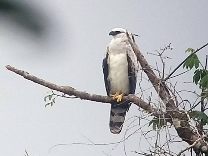 Aquila crestata, Foto 4