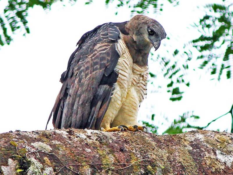 Aquila crestata, Foto 2