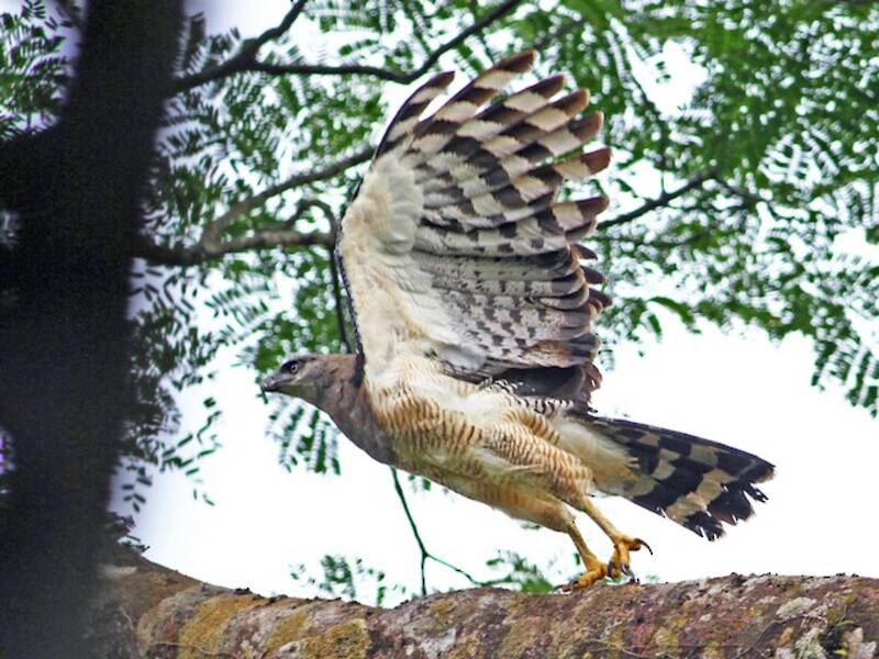 Aquila crestata, Foto 3