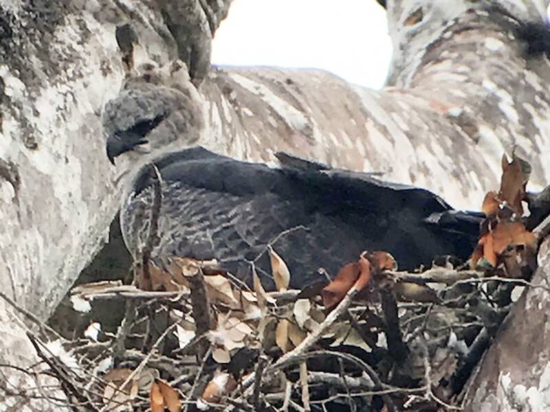 Aquila crestata